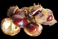 Conkers Too